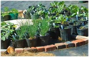 herbs